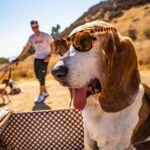 OCULOS GOODR BOSLEYS BASSET HOUND DREAMS - Imagem 3